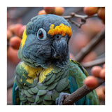 Yellow Headed Amazon Parrot Close Up Portrait (Print Only) thumbnail