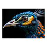 Close Up Of A Peacock Bird Head Eye (Print Only) thumbnail