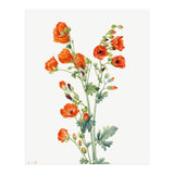 Mary Vaux Walcott – Scarlet Globe Mallow (Sphaeralcea grossulariaefolia) (1927) (Print Only) thumbnail