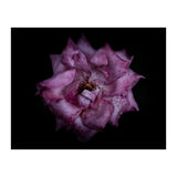 Backyard Flowers No 111 Color Version (Print Only) thumbnail