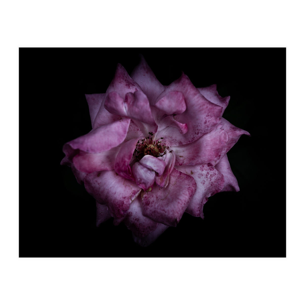 Backyard Flowers No 111 Color Version (Print Only)