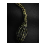 Gourds No 9 Color Version (Print Only) thumbnail