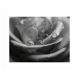 Ethereal Monochromatic Rose Petal Macro (Print Only) thumbnail