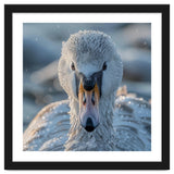 Close Up Of A Swan In Frost Winter Bird Close Up thumbnail