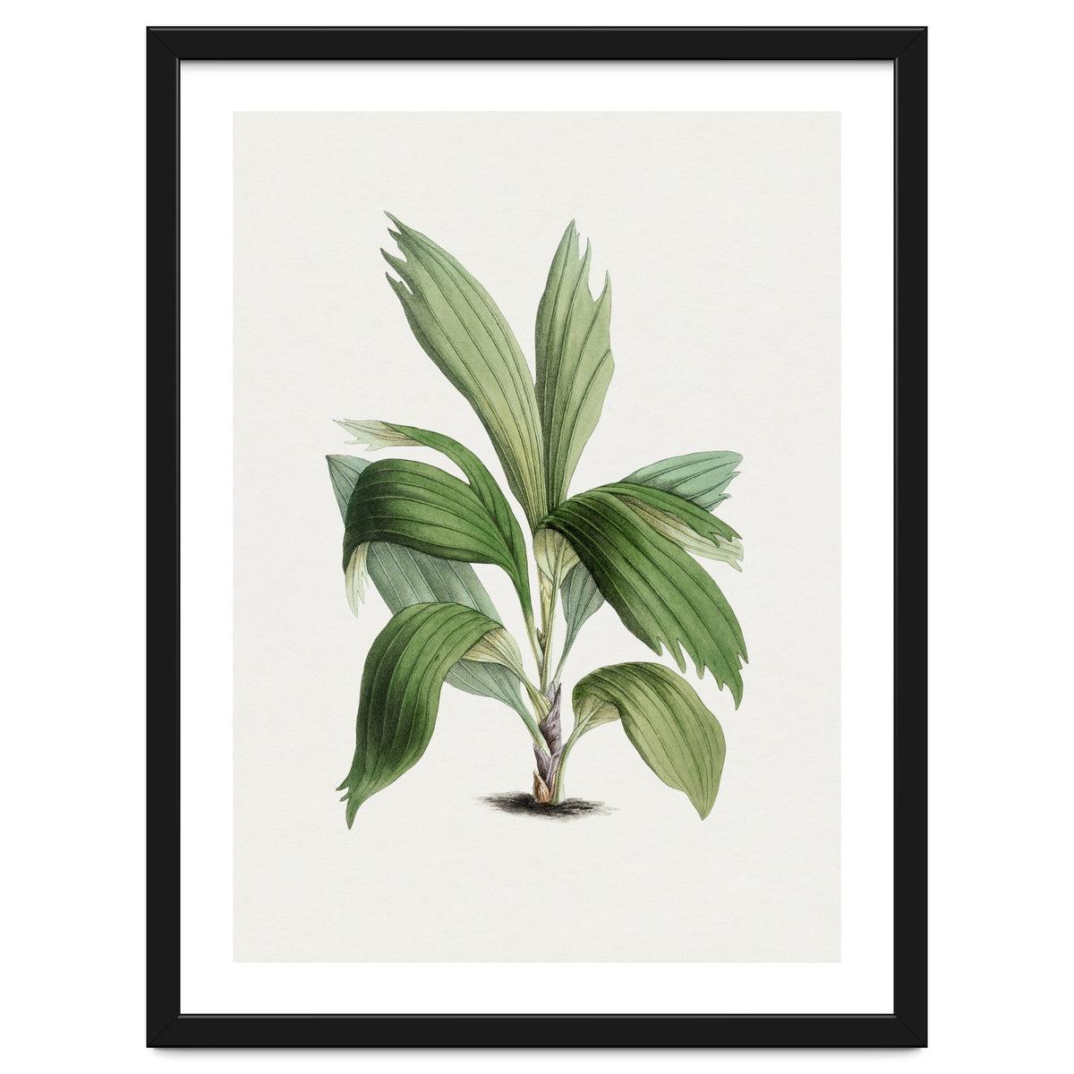Areca Palm (Hand Drawn Botanical Illustration)