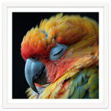 Close Up Of A Sleeping Sun Conure Parrot thumbnail