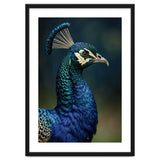 Peacock Portrait Photography thumbnail