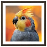 Cockatiel Parrot Close Up thumbnail