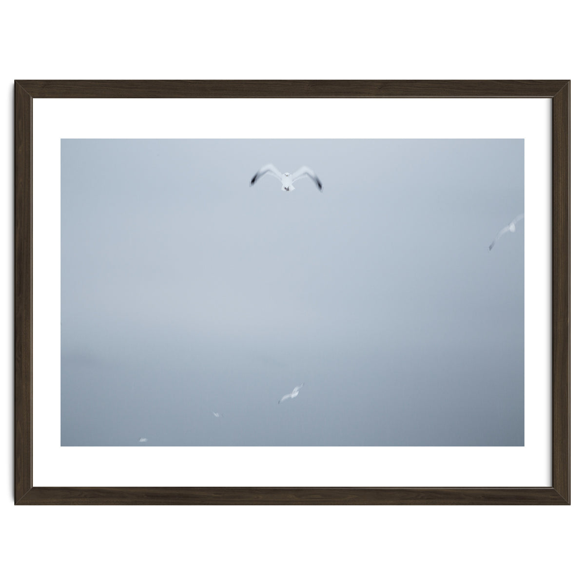 A flying seagull in the winter sky