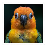 Close Up Sun Conure Parrot Portrait Eyes (Print Only) thumbnail
