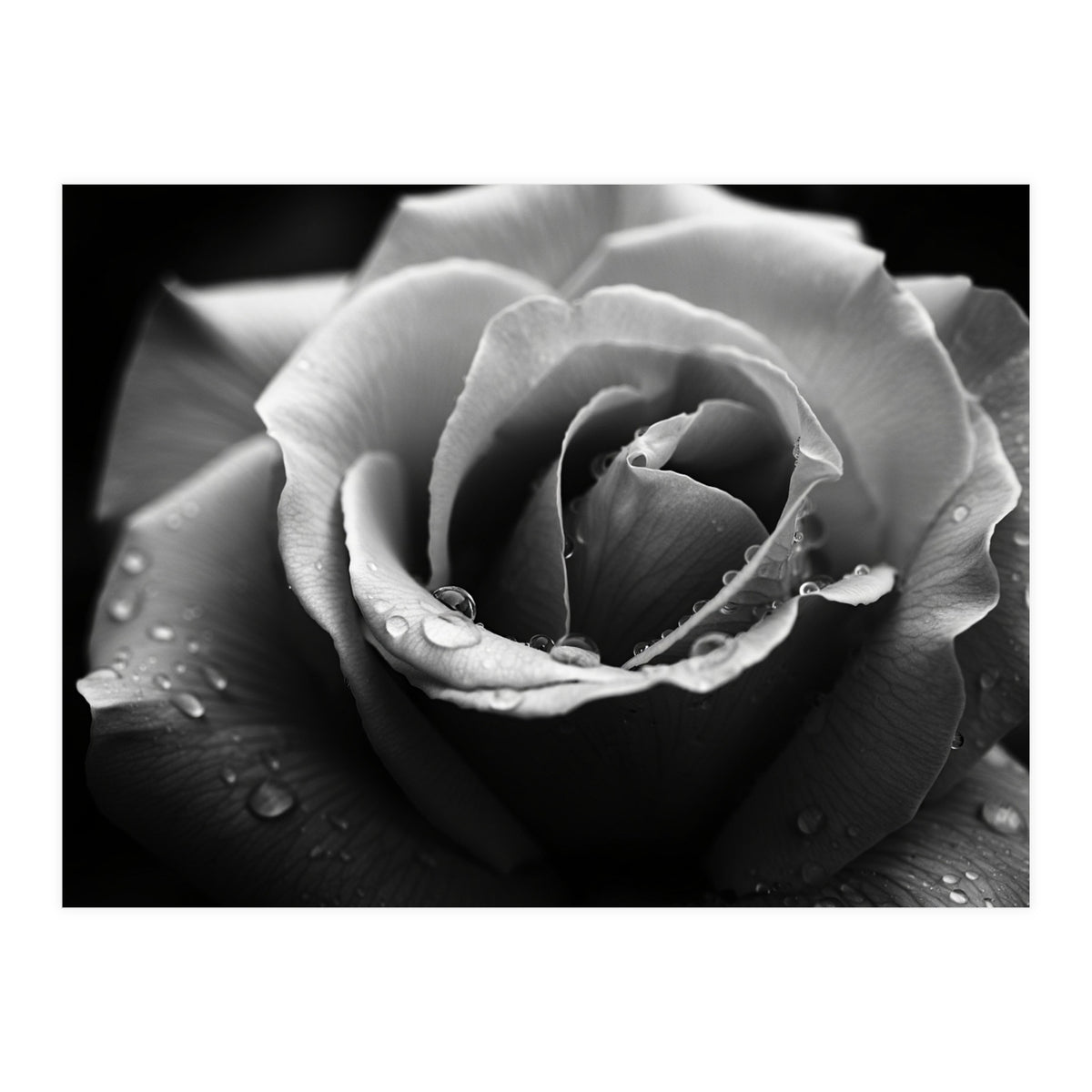 Ethereal Monochromatic Rose Petal Macro (Print Only)