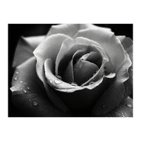 Ethereal Monochromatic Rose Petal Macro (Print Only)