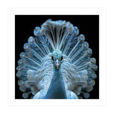 Majestic White Peacock Displaying Its Feathers (Print Only) thumbnail