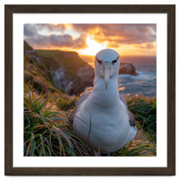 Albatross Bird On Grassy Cliff At Sunset