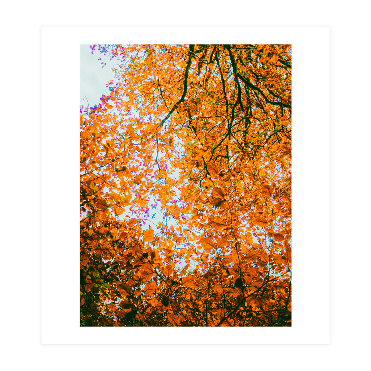 Autumn Leaves (Print Only)