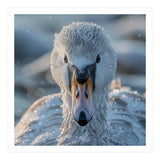 Close Up Of A Swan In Frost Winter Bird Close Up (Print Only) thumbnail