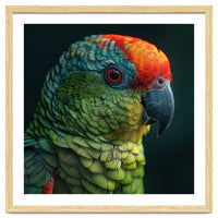 Close Up Colorful Parrot Bird Feather