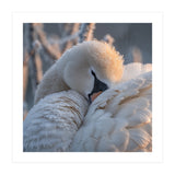 Close Up Of A Swan Covered In Frost And Dew (Print Only) thumbnail