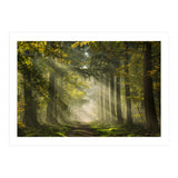 Sunrays in a Dutch forest (Print Only) thumbnail