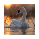 Majestic Swan Swimming At Sunrise Serene Water (Print Only) thumbnail