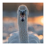 Close Up Portrait Of A Majestic Swan (Print Only) thumbnail