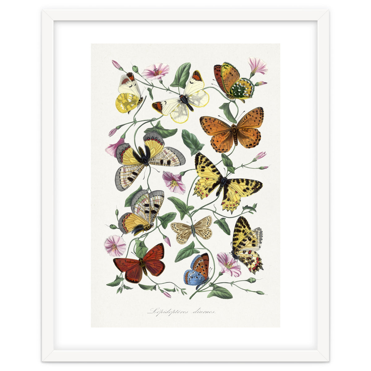 Paul Gervais – Butterfly and Moth Natural History Illustration (1842)