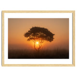 Tree at sunrise thumbnail