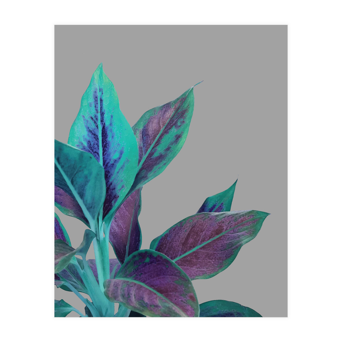 Still Nature (Print Only)