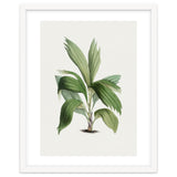 Areca Palm (Hand Drawn Botanical Illustration) thumbnail