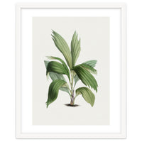Areca Palm (Hand Drawn Botanical Illustration)