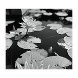 Lotus Pond | Black & White Landscape (Print Only) thumbnail