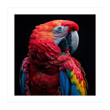 Scarlet Macaw Parrot Close Up Portrait  (Print Only) thumbnail