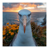 Albatross Bird With Intense Gaze By The Sea (Print Only) thumbnail