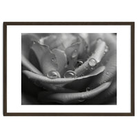 Ethereal Monochromatic Rose Petal Macro