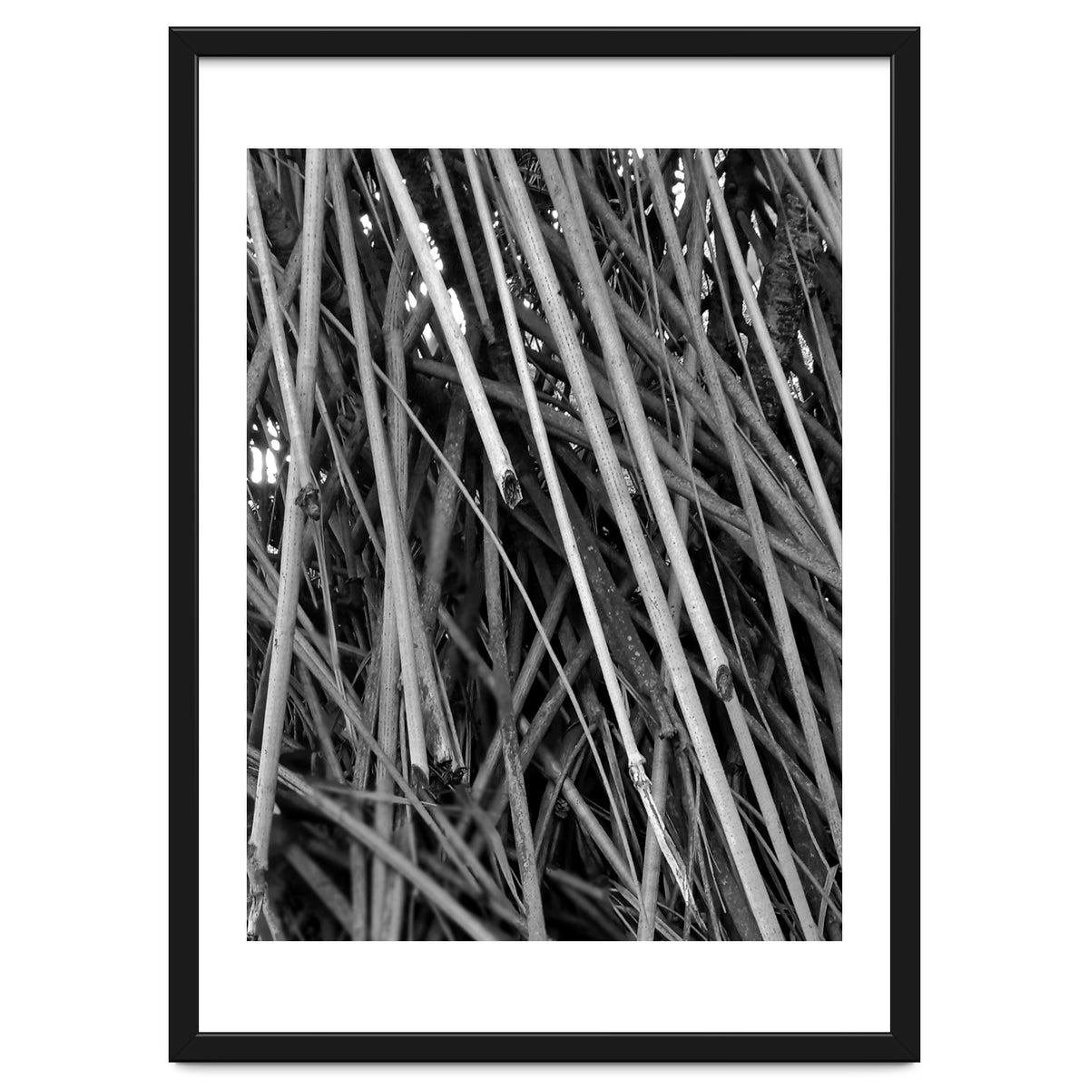 Black Tectorius Plant Shoots Art