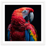 Scarlet Macaw Parrot Close Up Portrait thumbnail