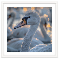 Majestic Swan Close Up With Water Droplets