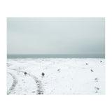 Seagulls in the winter snow beach (Print Only) thumbnail