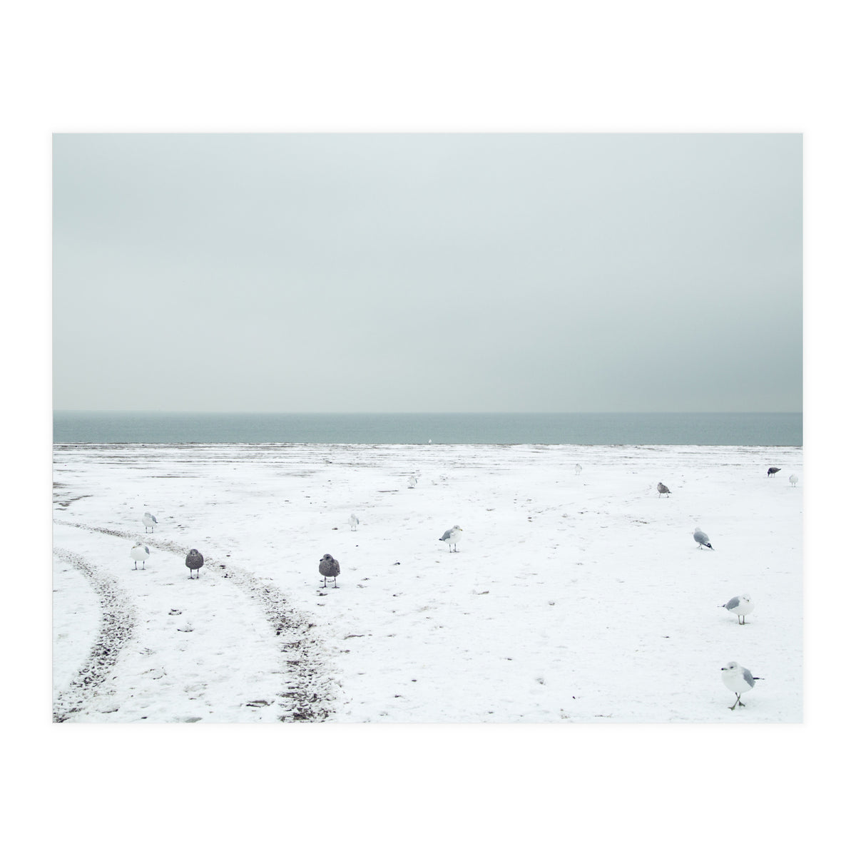 Seagulls in the winter snow beach (Print Only)
