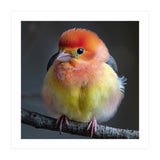Beautiful Bird With Vibrant Orange And Yellow Plumage (Print Only) thumbnail