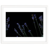 Honeybee and lavender thumbnail
