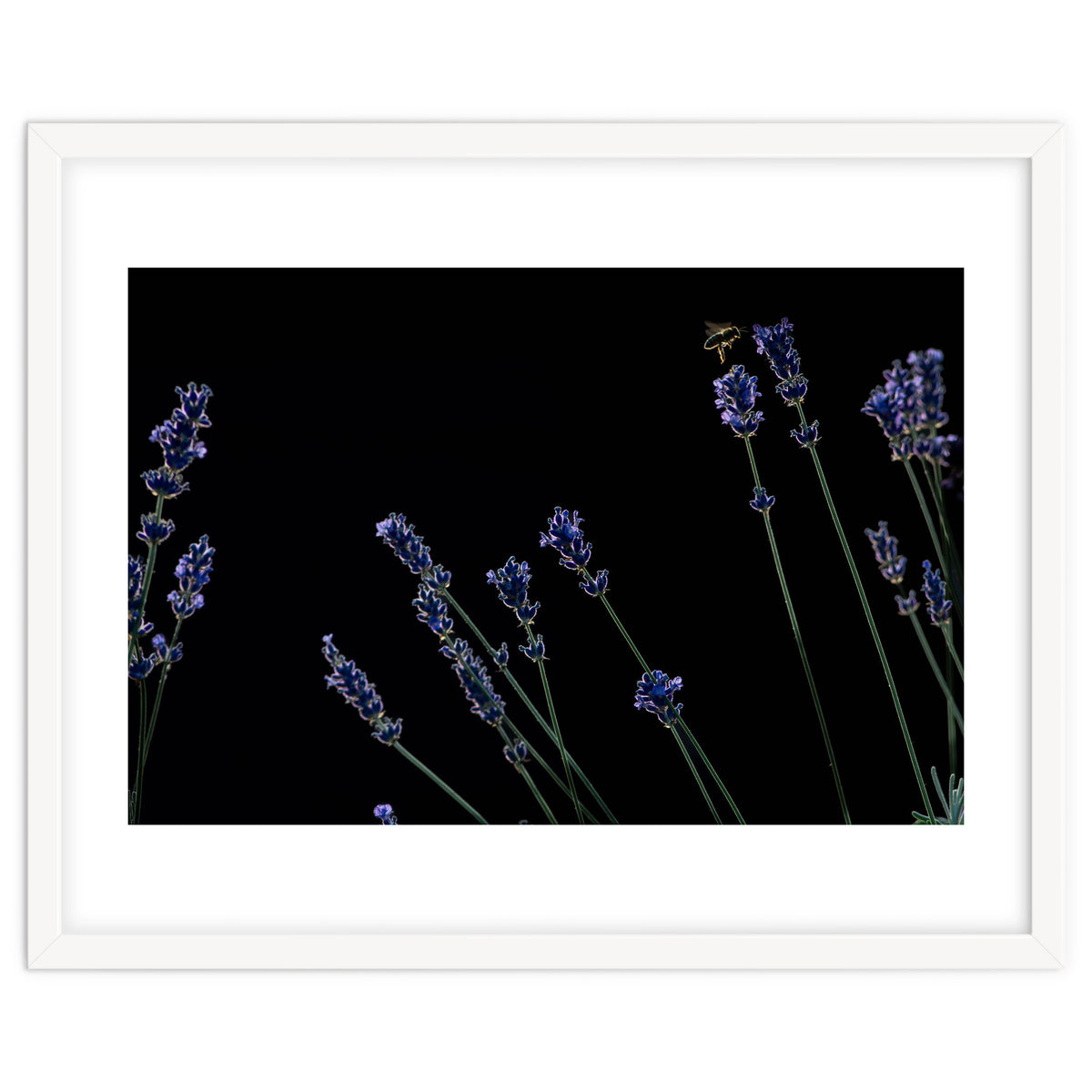 Honeybee and lavender