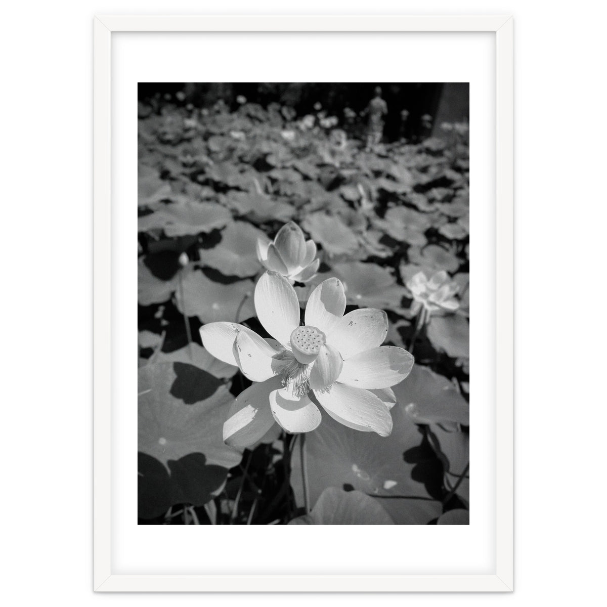 Hylas | Black & White