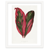 Alexander Francis Lydon & Benjamin Fawsett – Pink Dracaena Terminalis Leaf (1865)