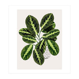 Maranta Plant (Print Only) thumbnail