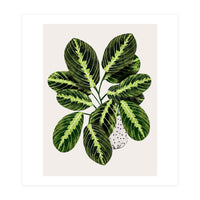 Maranta Plant (Print Only)