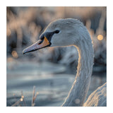 Close Up Of A Swan Covered In Frost (Print Only) thumbnail