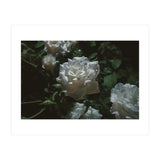 Dark Paradise (Print Only) thumbnail