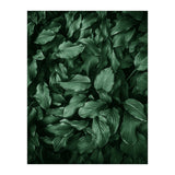 New Foliage Green Ii (Print Only) thumbnail