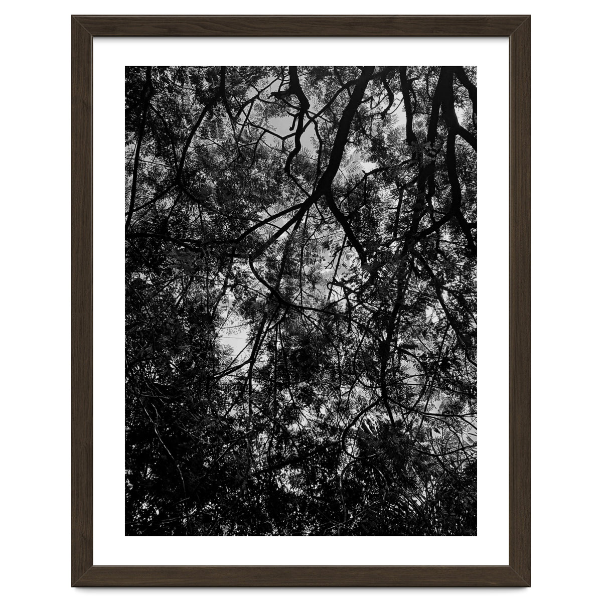 Tree From Below Black Silhouette